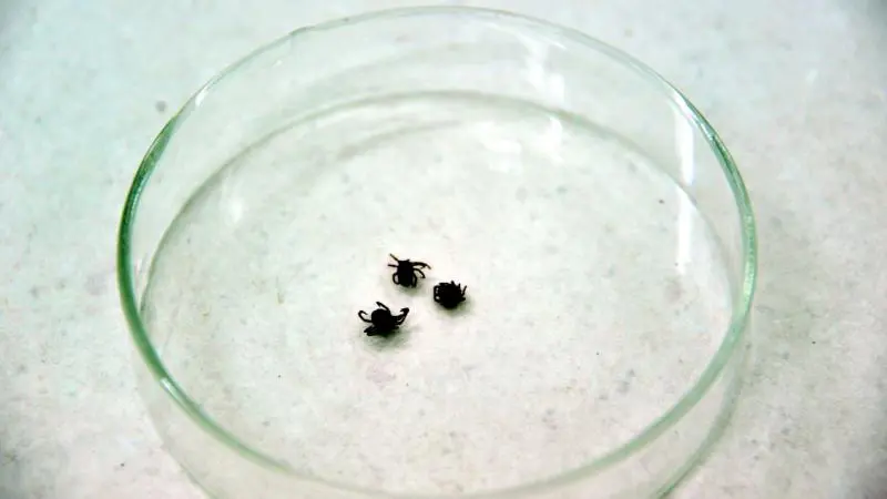 /haberresimleri/20241019/cinde-kene-kaynakli-yeni-bir-virus-kesfedildiheadLine.webp