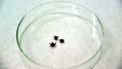 Çin'de kene kaynaklı yeni bir virüs keşfedildi! 
