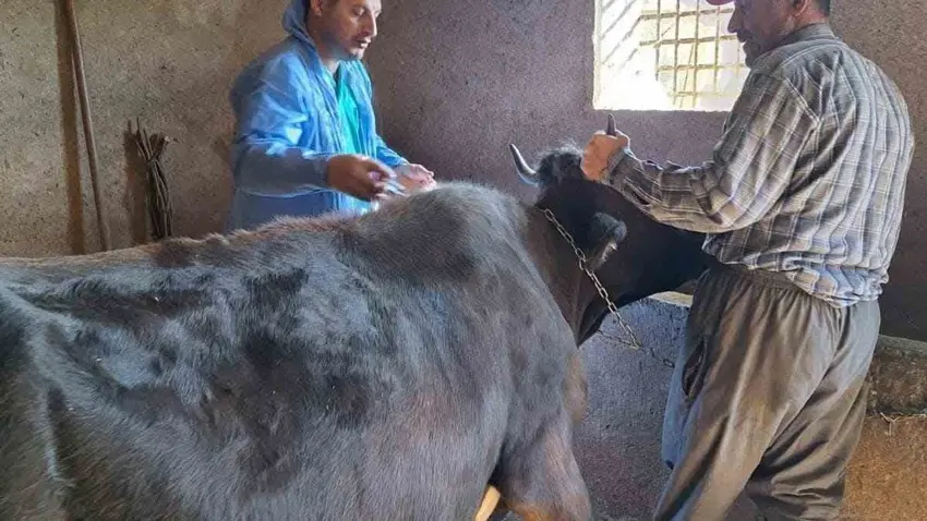 Li Norşênê xebatên aşîkirina nexweşîna Şapê dewam dikin
