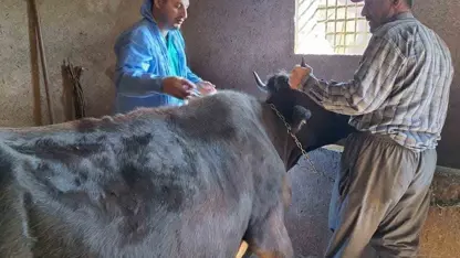 Li Norşênê xebatên aşîkirina nexweşîna Şapê dewam dikin