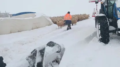 Li navça Kangalê bi ber giraniya berfê kon hilwesiya û 8 mîh mirin