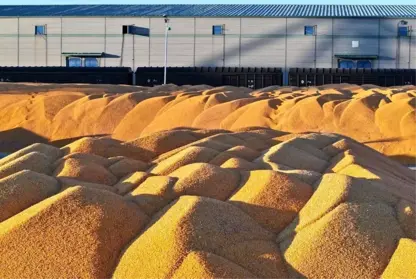 Tenê li yek eyaletekî Çînê 83 milyon ton hilberîna genim hat kirin