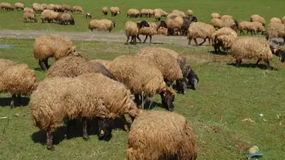 Bi destpêka Baharê re, li bajarê Mûşê 1 milyon ajal derxistin çêra mer’ayan