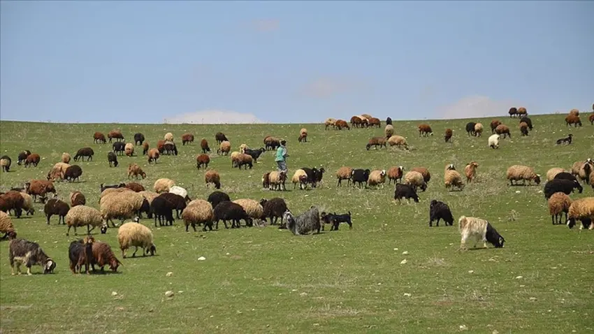 Li Hakkariyê çûnûhata heywanan hat qedexekirin