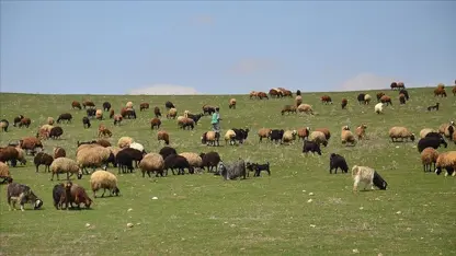 Li Hakkariyê çûnûhata heywanan hat qedexekirin