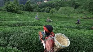 /haberresimleri/2025521/ji-bajar-rize-di-4-meh-n-ewil-de-xraca-cay-55-milyon-dolar-derbas-kirheadLine.webp