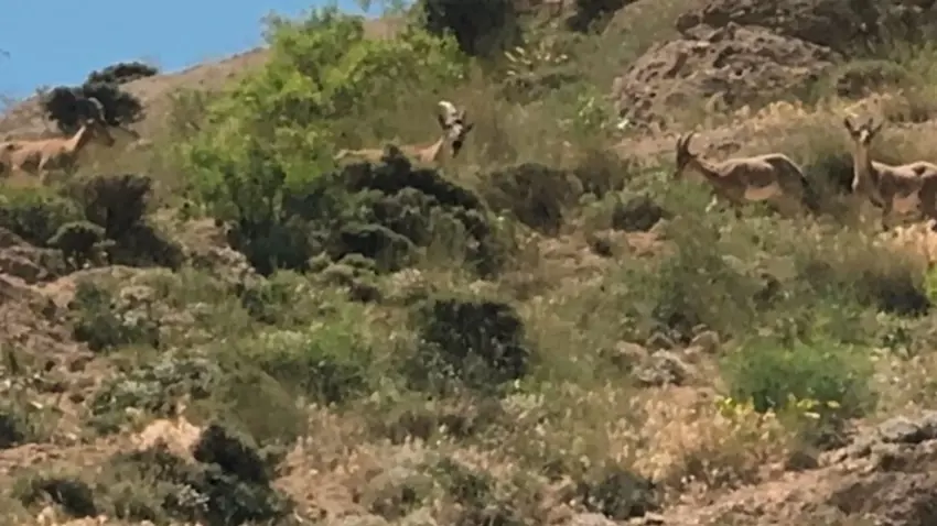 Li çiyayê Geverê pezkûvî bi keriyan digerin