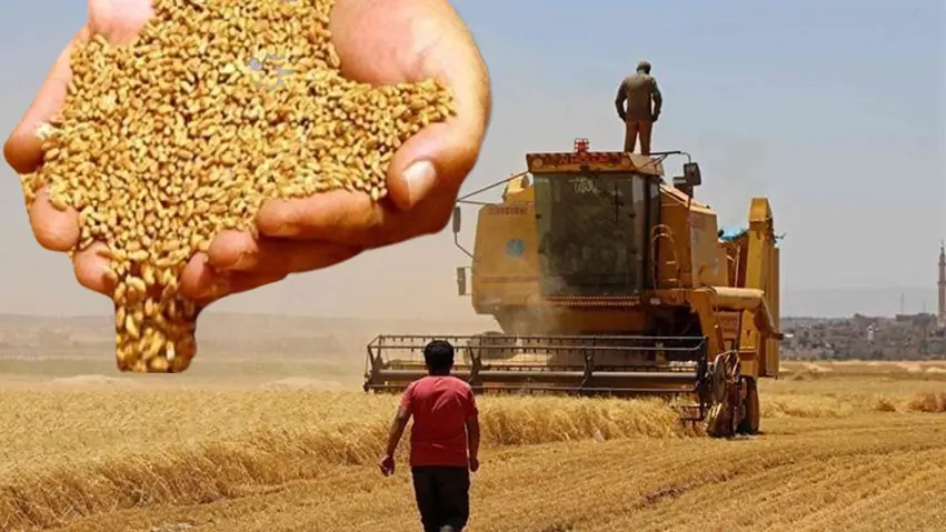 Li Hewlêrê îsal zêdetirî 121 hezar ton genim hate wergirtin