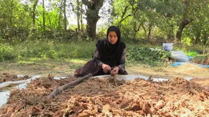 Li Akreyê çinîna simaqê dest pê kir: Berhema îsal bi dilê cotkar û bazirganan e