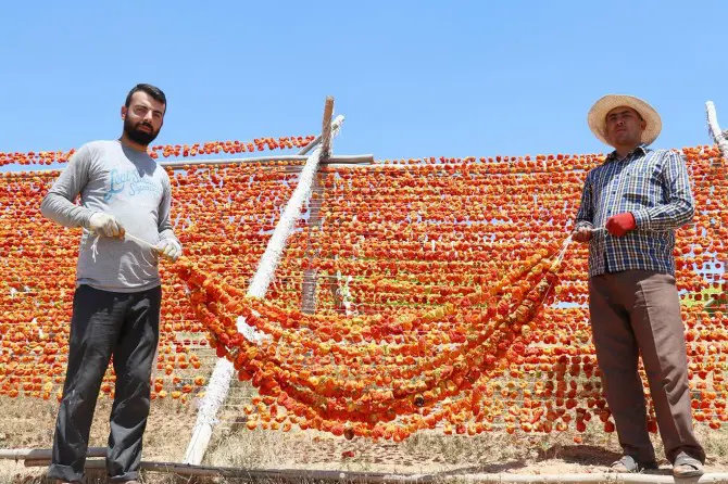 Li bajarê Dîlokê (Gaziantep) demsala hişkkirina sebzeyan dewam dike