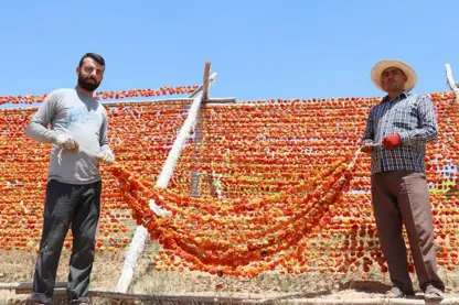 Li bajarê Dîlokê (Gaziantep) demsala hişkkirina sebzeyan dewam dike