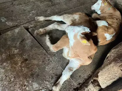 Nexweşîna heywanan ya şabê li 2 bajaran destpêkir û belav dibe
