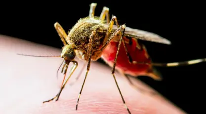 Li Çînê vîrusa Chikungunya hat tespîtkirin: Dermanê wê nîne
