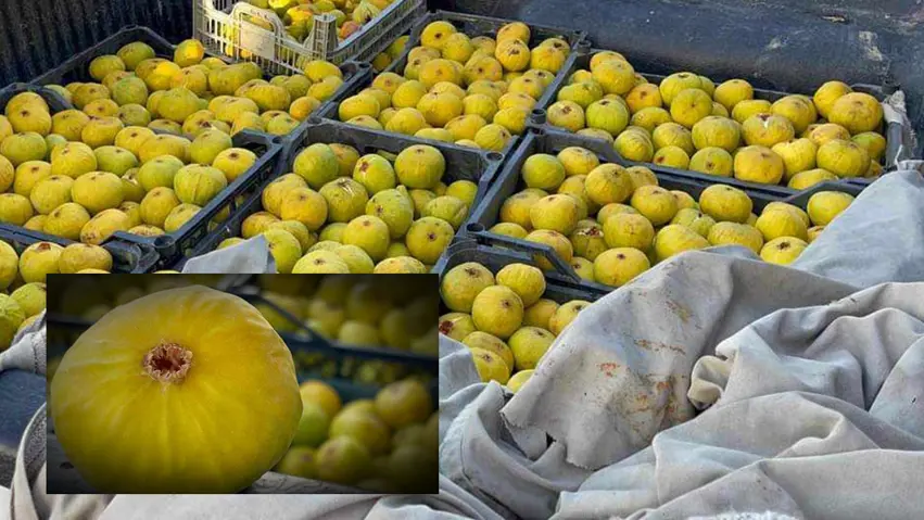 Çaremîn Festîvala Hejîran a Teqteqê tê lidarxistin