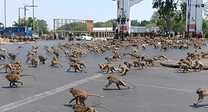 زیاتر لە 100 مەیموونی گەنج هێرشیان کردە سەر بنکەیەکی پۆلیس و بیناکانی نیشتەجێ بوونی نزیک لە تایلەند