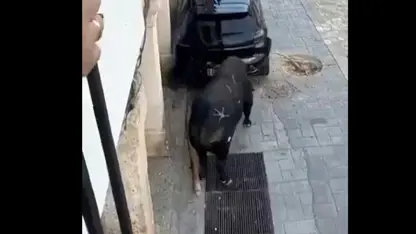 Gayê hêrsbûyî yê filitî otomobîlek perçe kir