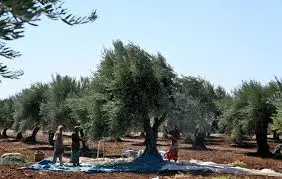 Li Efrinê çekdarên Emşat û Hemzat dest danîn ser hezar darên zeytûnên hemwelatiyekî Kurd