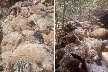 Li navça Şaxê ji keriya 1500 miyan 334 heb ji zinar de ketin newalê û mirin