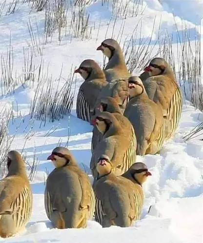 ھۆشداری تووندی پۆلیسی دارستان و ژینگەی ھەرێمی کوردستان 