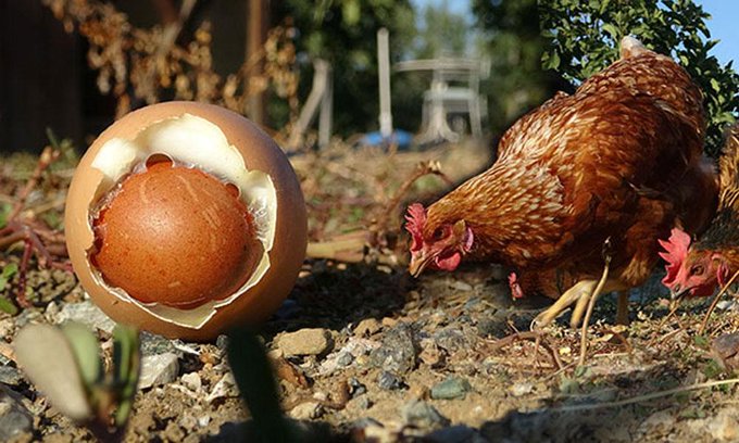 Ji nav hêka mirîskê hêkeke din derket!